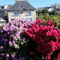 Les Rhododendrons devant la Mairie au départ du sentier-mai 2020